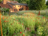 Wiese mit Mohnblumen