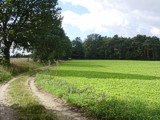 Sandweg am Feld